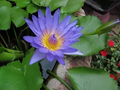 Nymphaea Nouchali 2000 Seeds Fragrant Blue Water Lily Aquatic Star Lotus USA • £36.19