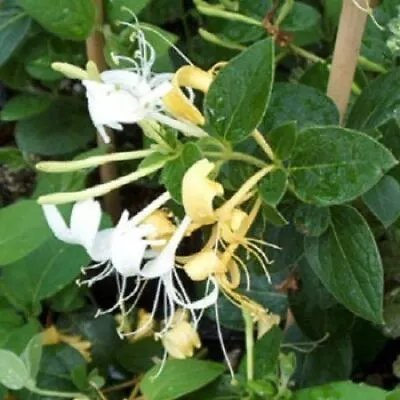 £19.99 • Buy 1x 3-4ft Evergreen Honeysuckle Lonicera Halliana - Fragrant Climbing Plant 3l