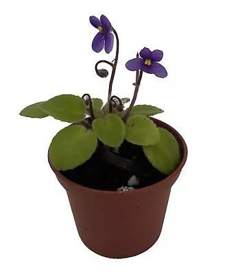 Pixie Blue Micro Miniature African Violet - 2  Pot - Violet Collector's Series • $19.99