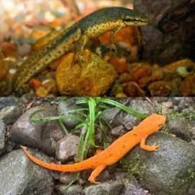 10 + Red-spotted Newt/Eastern Newt EGGS  (Notophthalmus Viridescens) • $29.99