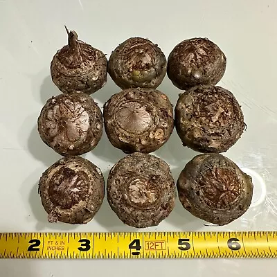 (2) Sauromatum Venosum Voodoo Lily Corpse Flower Amorphophallus Bulbs Corms • $10