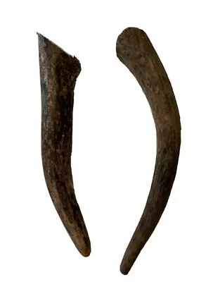 £5.50 • Buy Puppy Chew Twin Pack Deer Antler.100% Natural.