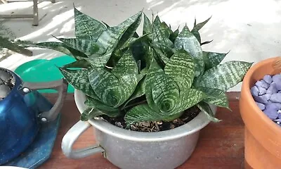 $4.95 • Buy 'SPECIAL' Sansevieria Mother In Laws Tongue Hahni (1 Plant) 