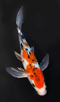 Live Koi Fish 7-8  Sanke Butterfly Koibay • $45