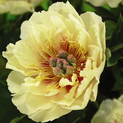 T&M Paeonia Garden Treasure Yellow Flowering Blooms Outdoor Bare Root Plants • £14.99