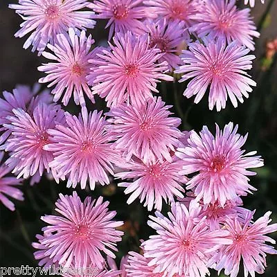 Pink Dandelion - Crepis Rubra - Showy Low-maintenance Annual 180 Seeds - • £2.35