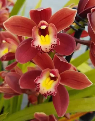 Cymbidium Orchid - Ivy Fung 'Cossack' - 3 Flower Spikes • $58