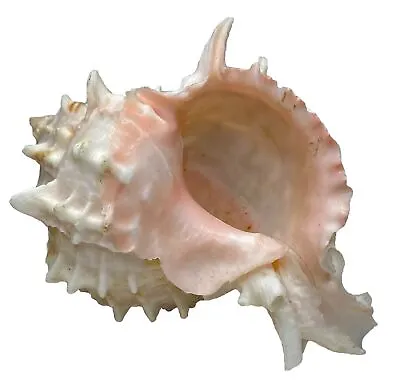 Rare Seashell Indo-Pacific Ocean Chicoreus Ramosus Ramose Murex Conch • $89.95