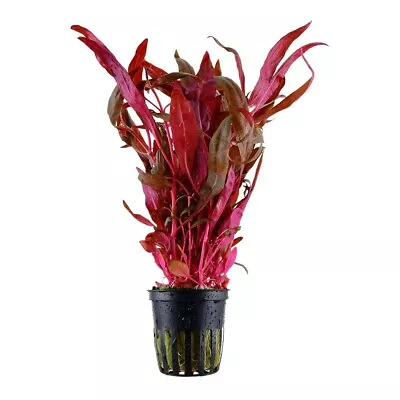£5.99 • Buy Alternanthera Reineckii  Pink  Live Aquarium Aquatic Plant Red Fish Tank