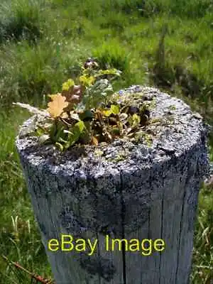 Photo 6x4 Natural Bonsai Glenborrodale This Miniature Oak Forest Is Sprou C2007 • $2.49