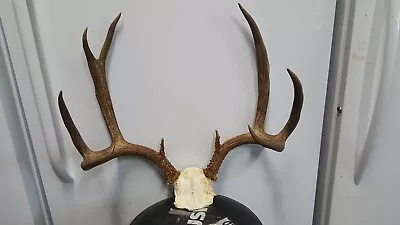 22 0/8 Wide SUPER NICE Colorado MULE DEER RACK Antlers Whitetail Sheds Taxidermy • $99