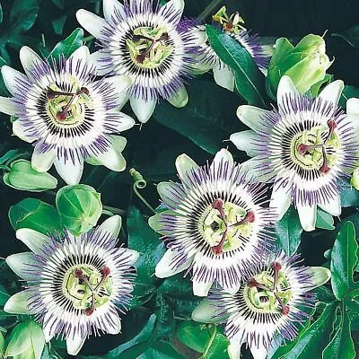 £42.99 • Buy Passion Flower1 X Passiflora Caerulea In 2L Pot By Suttons