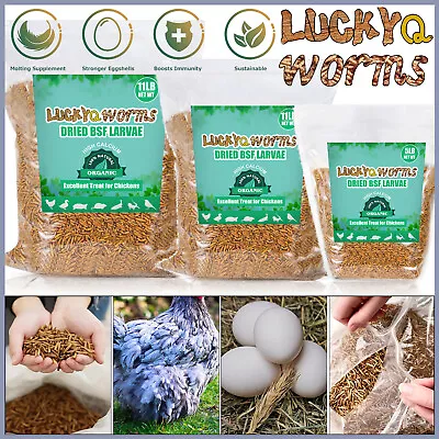 Bulk Dried BSF Mealworms For Wild Birds Food Chickens Hen Fish Treats Food Lot  • $49.55