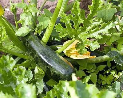 ZUCCHINI 'Black Jack' 10 Seeds ORGANIC • $3.50