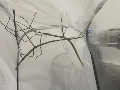 £10 • Buy List Of Stick Insect Eggs And Nymphs, Plus Other Species Available