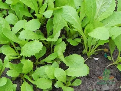 2000 Asian Mustard Green Gai Choy Cai Be Xanh An Non Cai Cay Seeds • $8.99