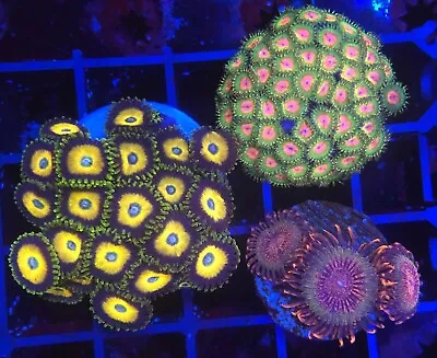 WYSIWYG Awesome Blossom Scrambled Egg Krakatoa  Zoanthid Pack AUCTION! • £5.50