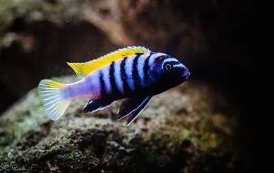 Cynotilapia Sp Jalo Reef  Lake Malawi Cichlid Fresh Water Aquarium Live Fish • £18