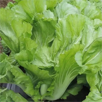 700+ Seeds Chinese Mustard/Asian Mustard Green/mustasa /gai Choy/Châu á Mù Tạt • $2.99