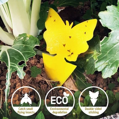 £3.99 • Buy 41pc Insect Glue Traps Sticky Paper Indoor Fruit Fly Pest Greenhouse Non-Toxic