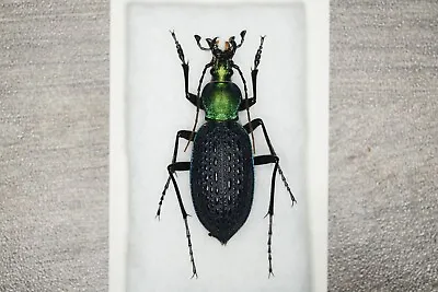 Carabus (Coptolabrus) Smaragdinus Furumiellus X C. Nankotaizanus Hybrid • $90