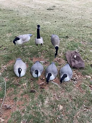 Lot Of 7 Shell Hollow Canadian Goose Decoys-Bass Pro Hard Core. 20”-28” Bodies • $74.99