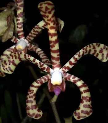 Arachnis Maggie Oei Variegated Orchid Blooming Size Vanda Species Plant 18” Tall • $49.95