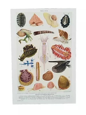 Vintage 1950s Marine Molluscs Book Art Print Picture Diagram Squid Snails Shells • $11.81