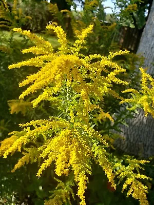 Goldenrod - Solidago Canadensis (200+ Seeds) Showy Flowers For Pollinators! • $2.30