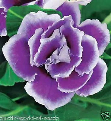 Russian Gloxinia Seeds Unusual Double Blue & White Flowers F1 Hybrids • £2.99