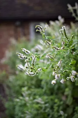 Apple Mint 50 Seeds Mentha Rotundifolia Use As Filler For Cut Flower Arrangement • £3.99