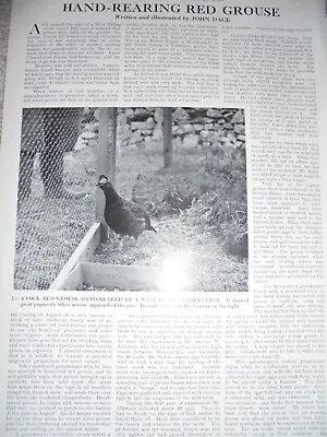 Photo Article Hand Rearing Red Grouse 1967  AX2 • £9.99