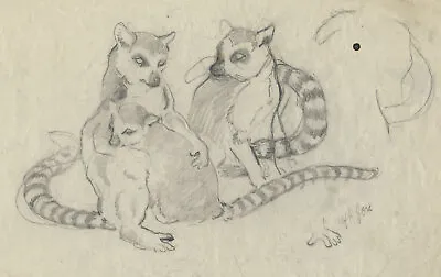 John Murray Thomson RSA Lemur Study London Zoo – Mid-20th-century Drawing • £24