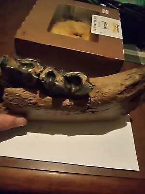 Stunning Jaw Of A Woolly Rhinoceros (Coelodonta Antiquitatis) Fossil Mammoth • $495