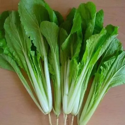 200+Pak Choi Seeds Green Stem Chinese Cabbage Bok Choy Four Season Vegetable USA • $2.39