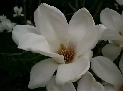 Magnolia Denudata | Lily Tree | 5_Seeds • $11.95