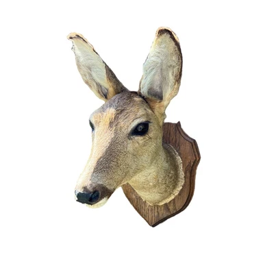£99.99 • Buy Taxidermy Roe Deer Head, French Taxidermy Mounted Stuffed Roe Deer Head (B22)