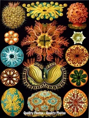 Marine Invertebrate Animals 8.5x11  Photo Print Haeckel Nature Ocean Biology Art • $7.97