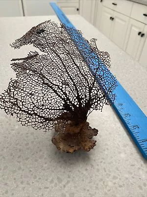 Natural Sea Fan - Coral - Sea Whip-SW Florida Beach Find-resin Craft-DIY Artwork • $18