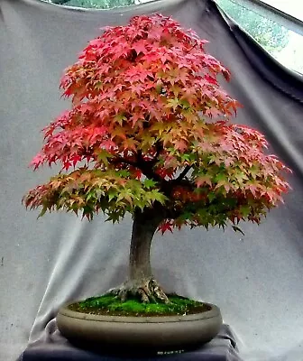 Japanese Thunder Red Maple {Acer Palmatum Inazuma} 10 Seeds • $6.99