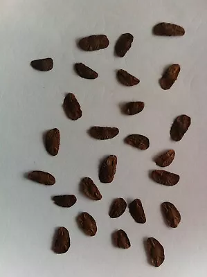 Dioscorea Mexicana Seeds ''Fresh 50 Seeds''  Per Pkt.  January 2024 Seeds • $9.50