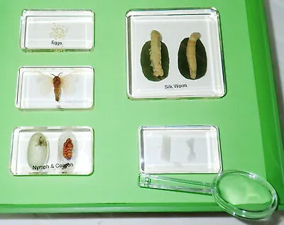 Silk Moth Life Cycle Set In 5 Clear Acrylic Block Education Specimen Kit 1804 • $32