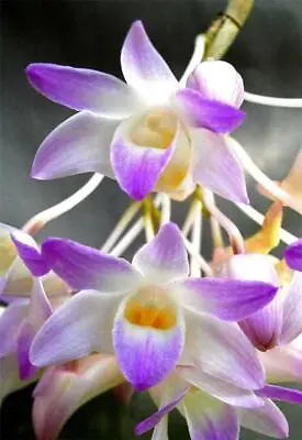 $14 • Buy ORCHID  - Dendrobium  Fairchildiae - RARE SPECIES