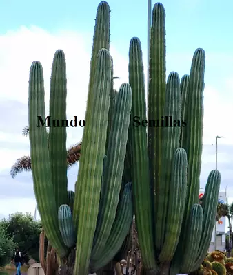 15 Seeds Of Cactus Plus Grande Of World - Fruit Edible - Pachycereus • $3.90
