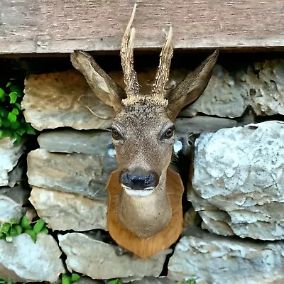 £125 • Buy French Vintage Taxidermy Mounted Roe Deer Head With Antlers, Deer Head (B48)