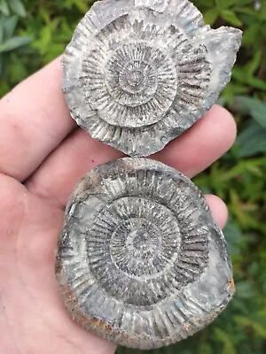 Golden Dactylioceras Sp Ammonite Pos Neg Whitby Yorkshire Uk Dinosaur Fossil • $16.10