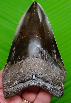 MEGALODON SHARK TOOTH - 5 & 1/8  - SHARKS TEETH W/ DISPLAY STAND - MEGLADONE • $195