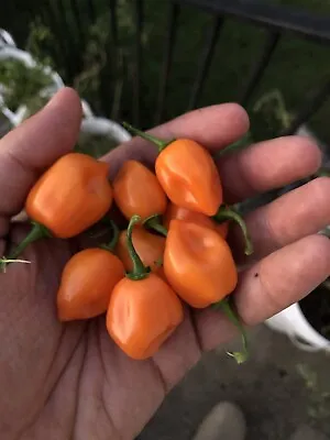 25+ Orange Habanero Organic Premium Pepper Seeds | Non-GMO | USA Grown • $1.25