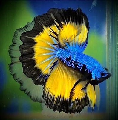 Stunning Half Moon Male Mustard Betta Splend Beautiful Fish • £40