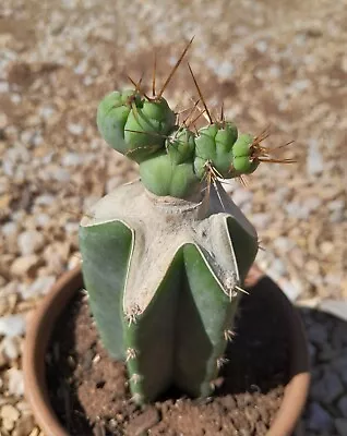 TBMC Monstrose Crested Cactus Graft • $35